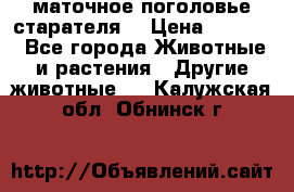 маточное поголовье старателя  › Цена ­ 2 300 - Все города Животные и растения » Другие животные   . Калужская обл.,Обнинск г.
